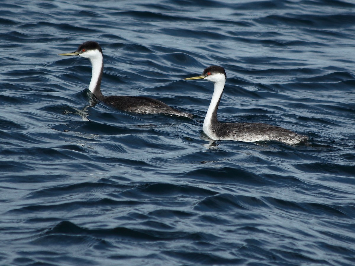 Western Grebe - Heather Voboril