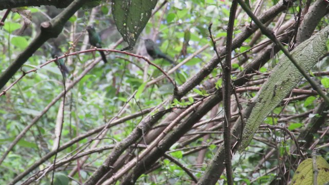 Sapphire-vented Puffleg - ML369777891