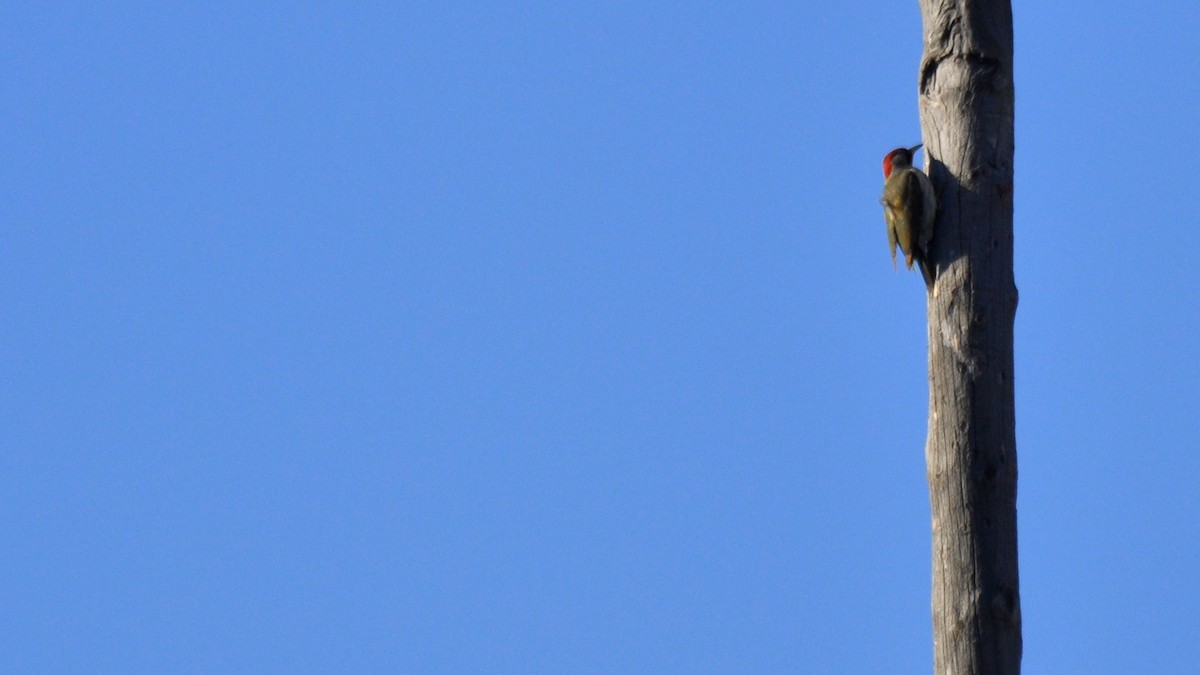 Iberian Green Woodpecker - Diana Flora Padron Novoa