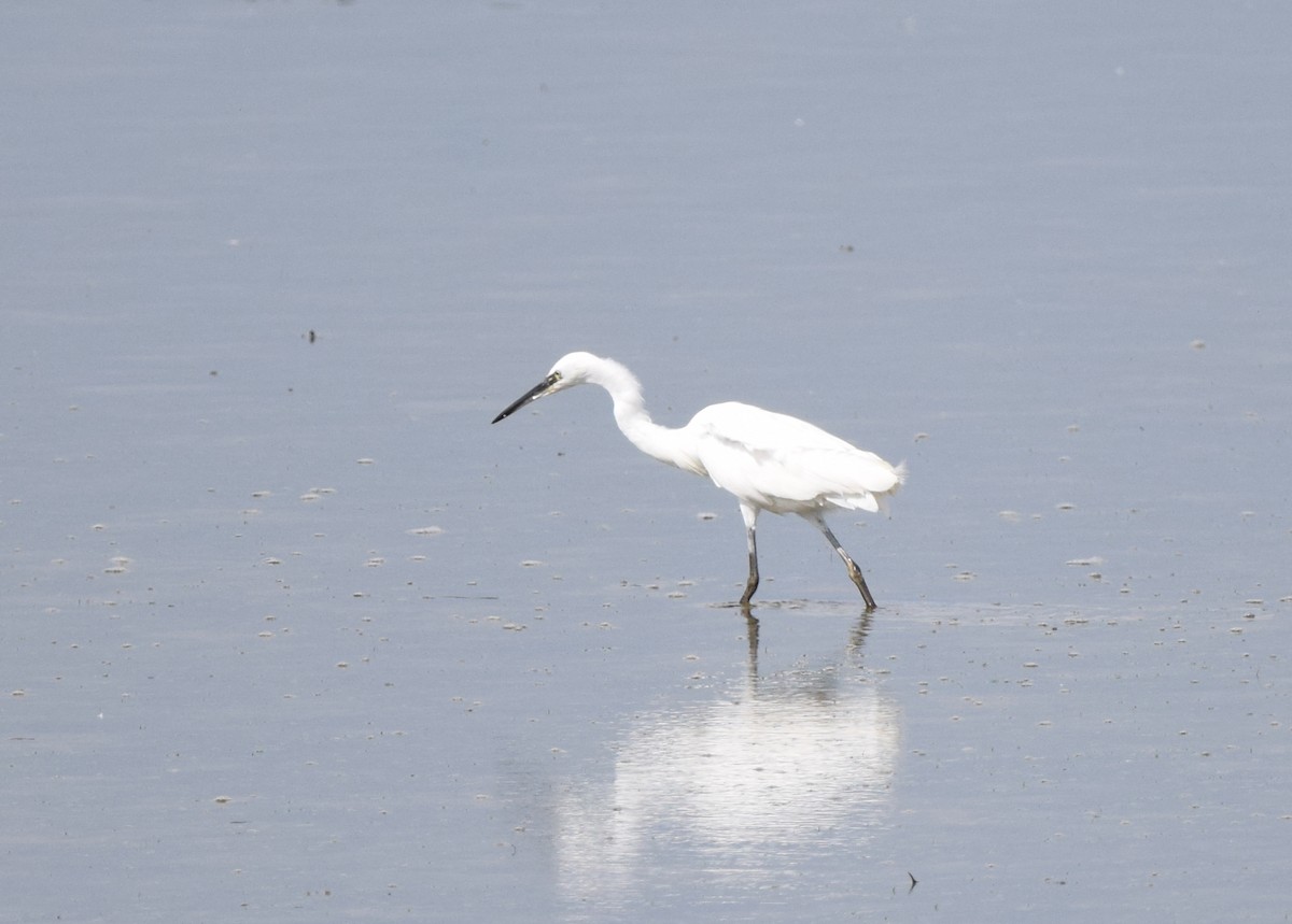 Little Egret (Western) - ML369779571