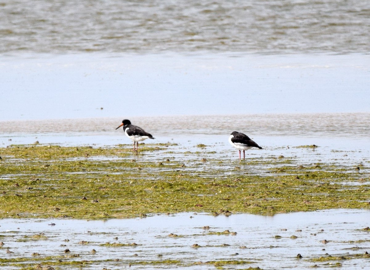 Eurasian Oystercatcher (Western) - ML369779621