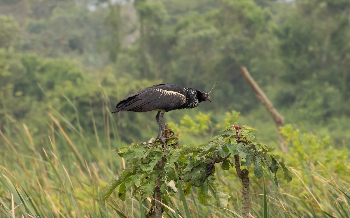 Horned Screamer - Alex Luna