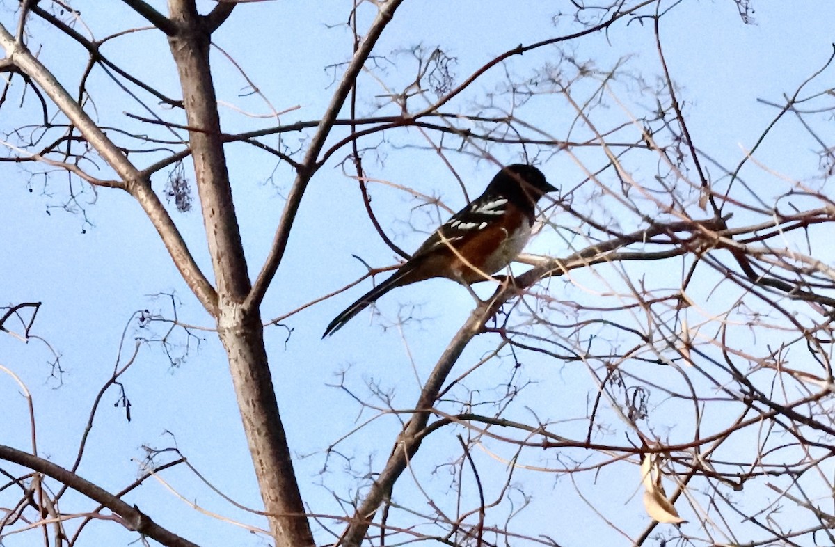 Spotted Towhee - Millie and Peter Thomas