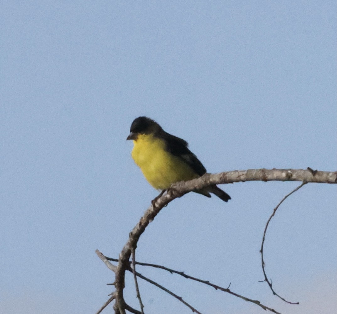 Lesser Goldfinch - Millie and Peter Thomas