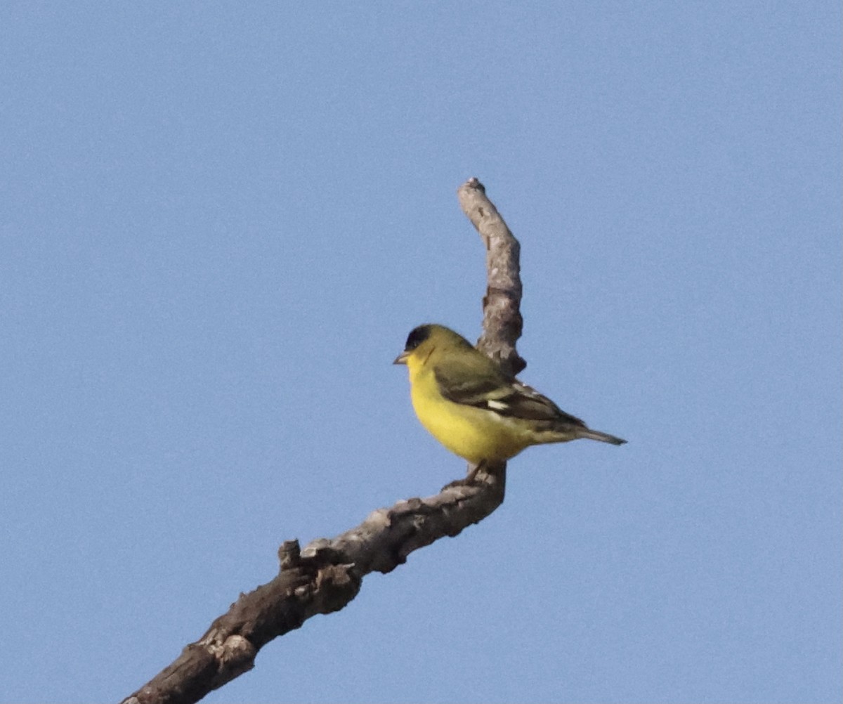 Lesser Goldfinch - ML369781641