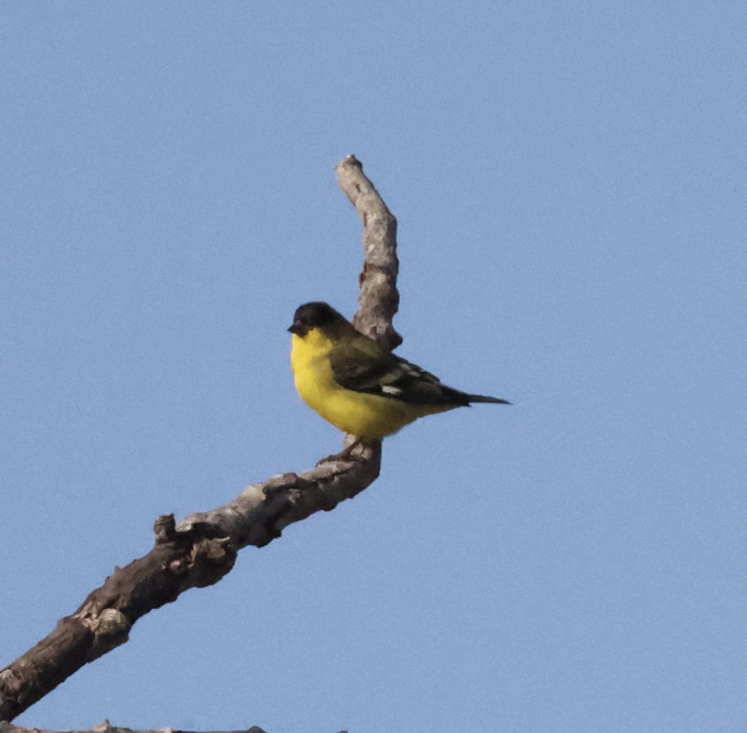 Lesser Goldfinch - Millie and Peter Thomas