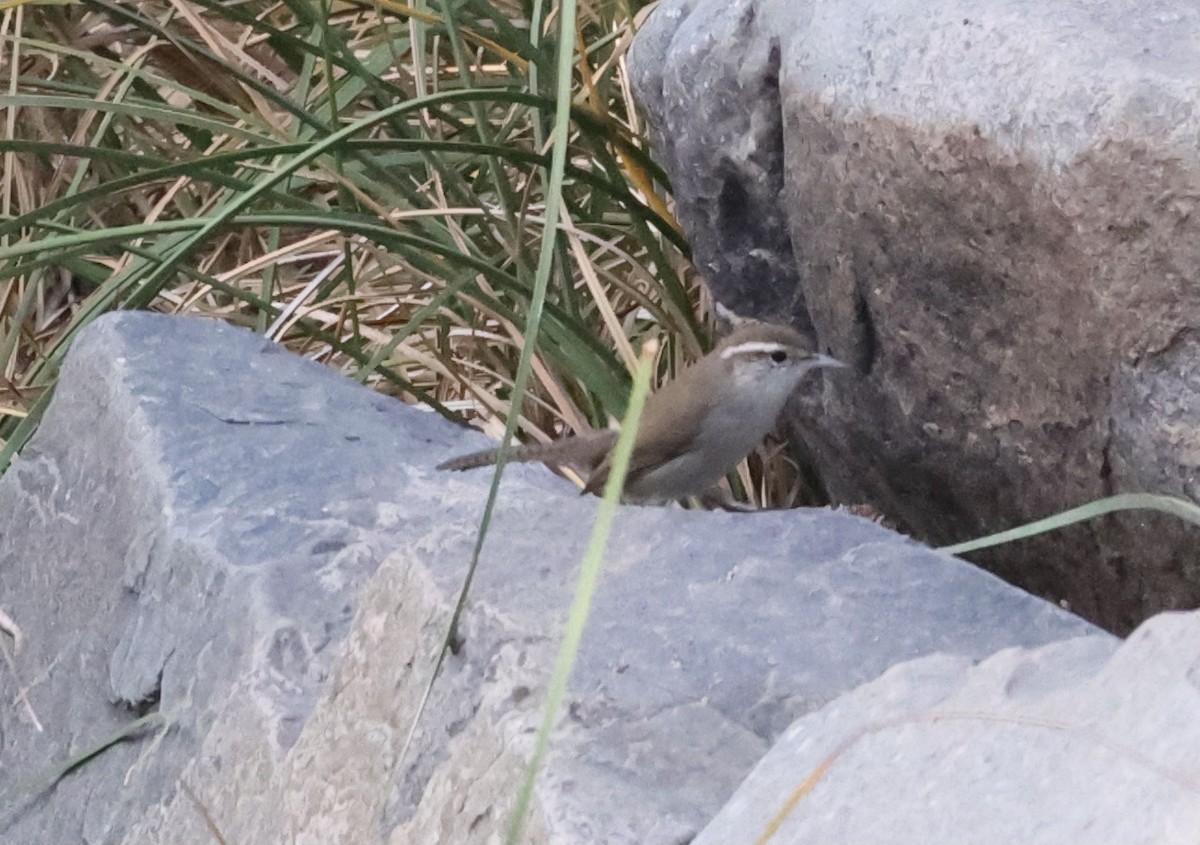 Bewick's Wren - ML369782221