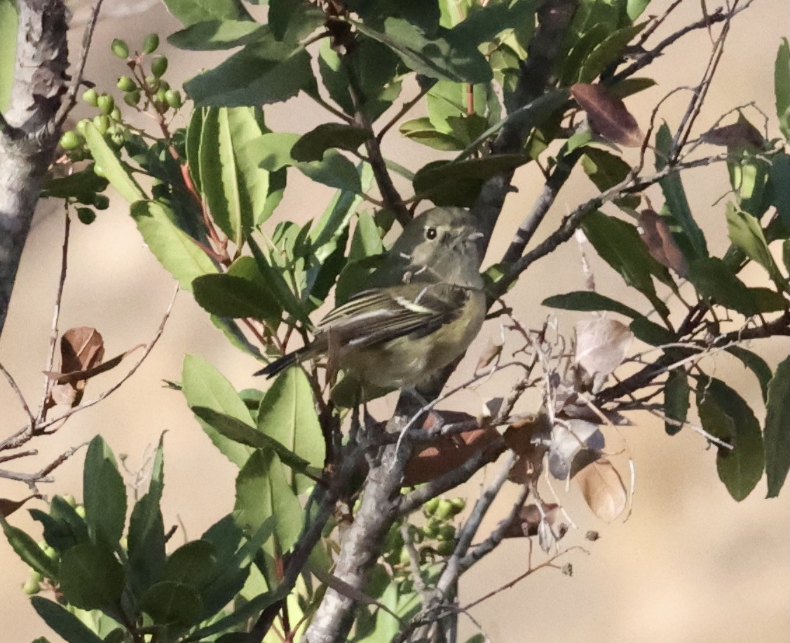 Hutton's Vireo - Millie and Peter Thomas