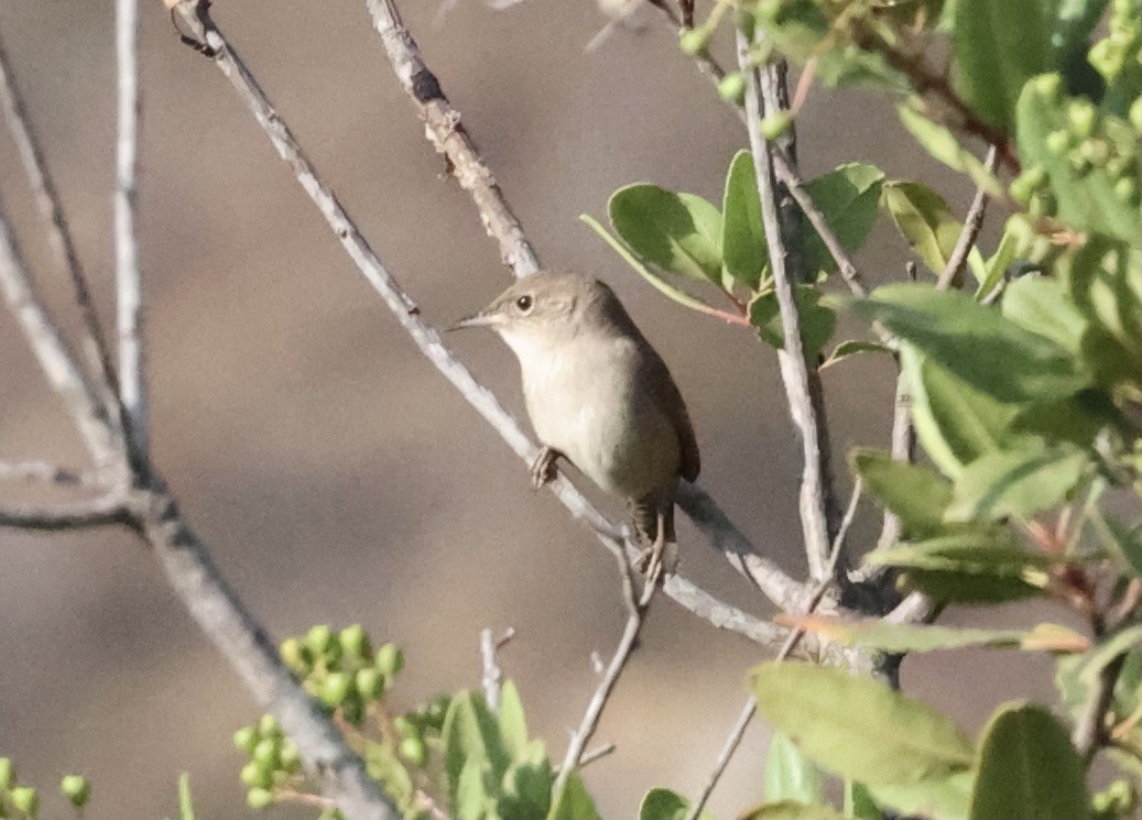 House Wren - ML369782611