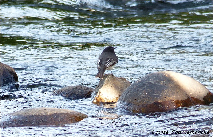 Black Phoebe - ML36978311