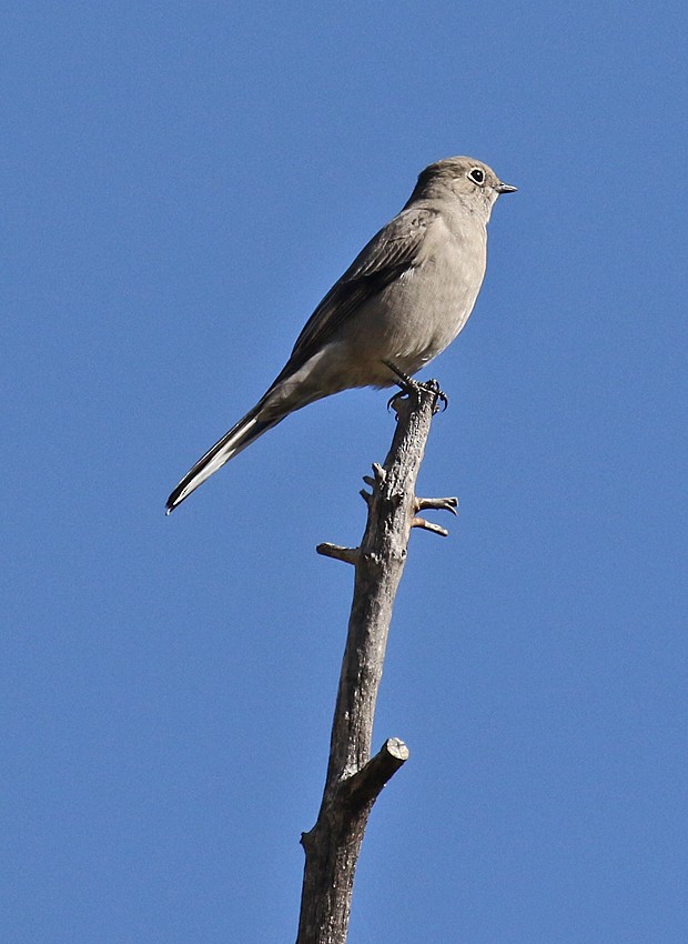 Townsend's Solitaire - ML36978401