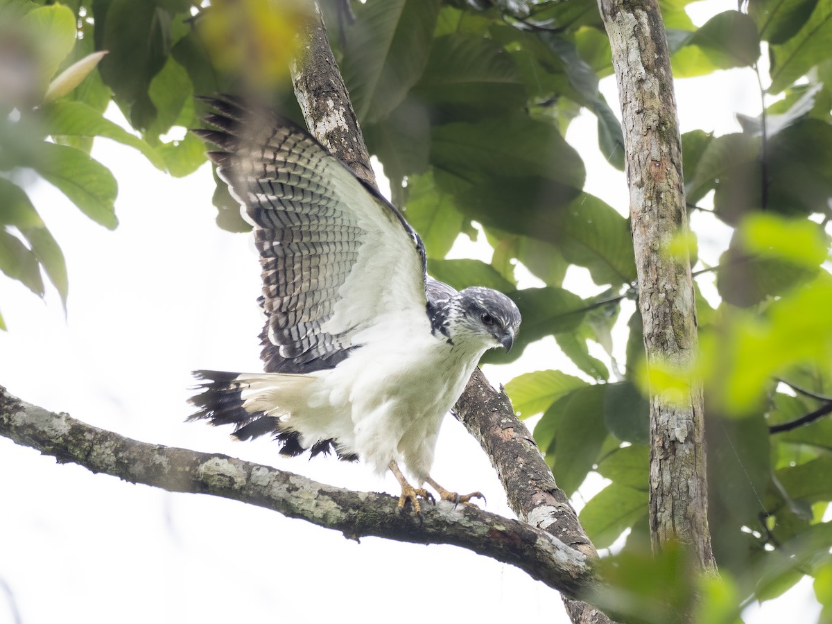 Gray-backed Hawk - Alex Luna