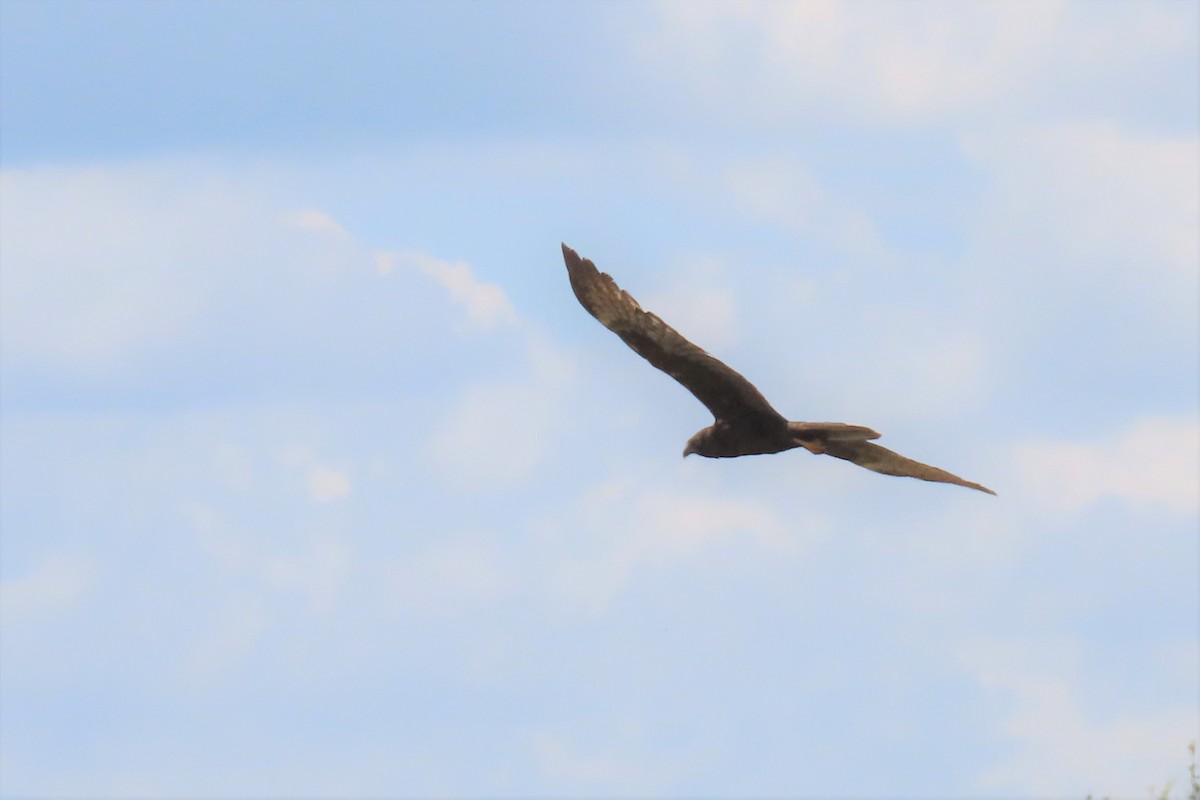 African Marsh Harrier - Audrey Whitlock