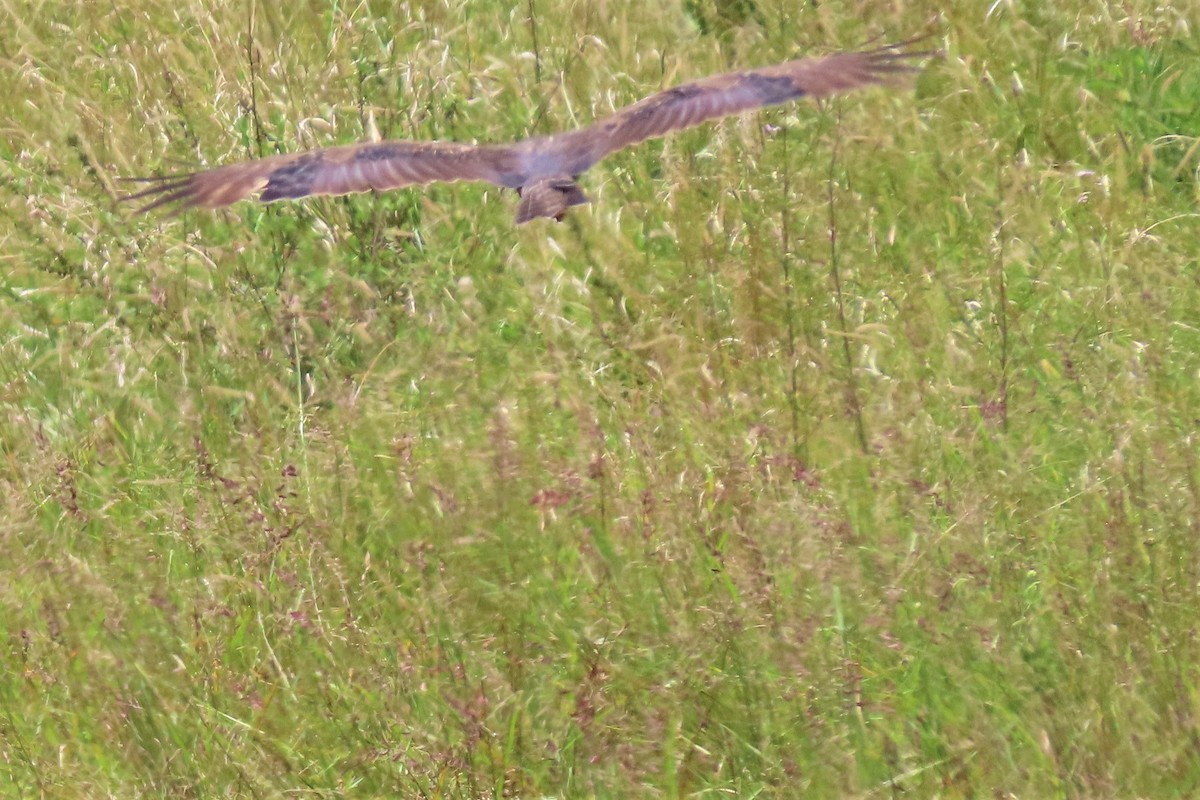 African Marsh Harrier - ML369785131