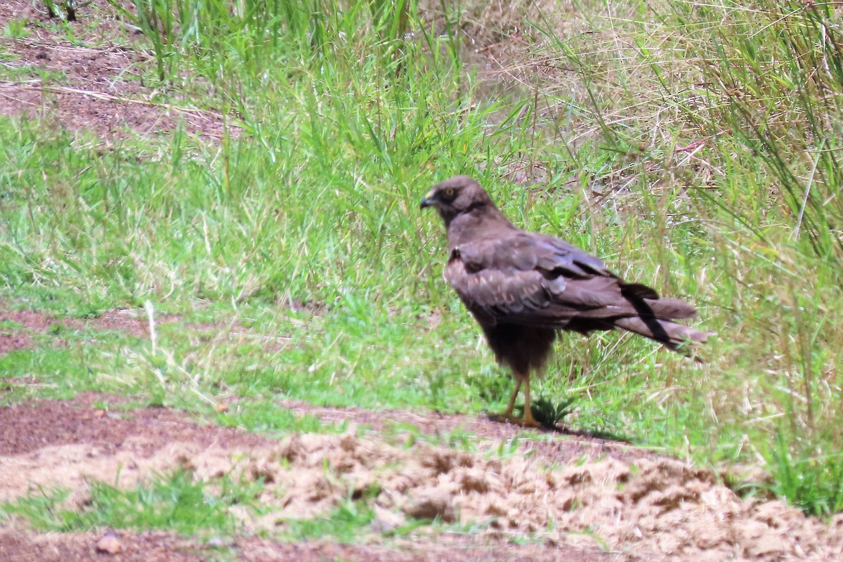 Aguilucho Lagunero Etiópico - ML369785171