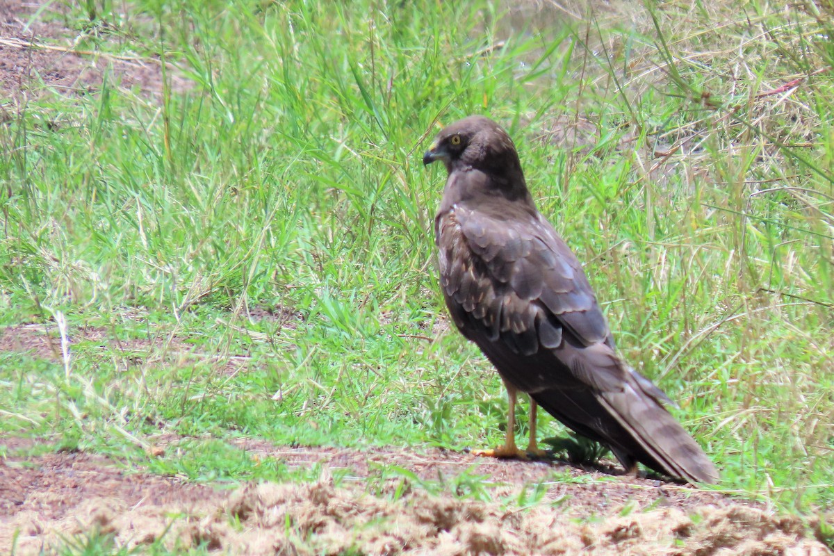 African Marsh Harrier - ML369785191