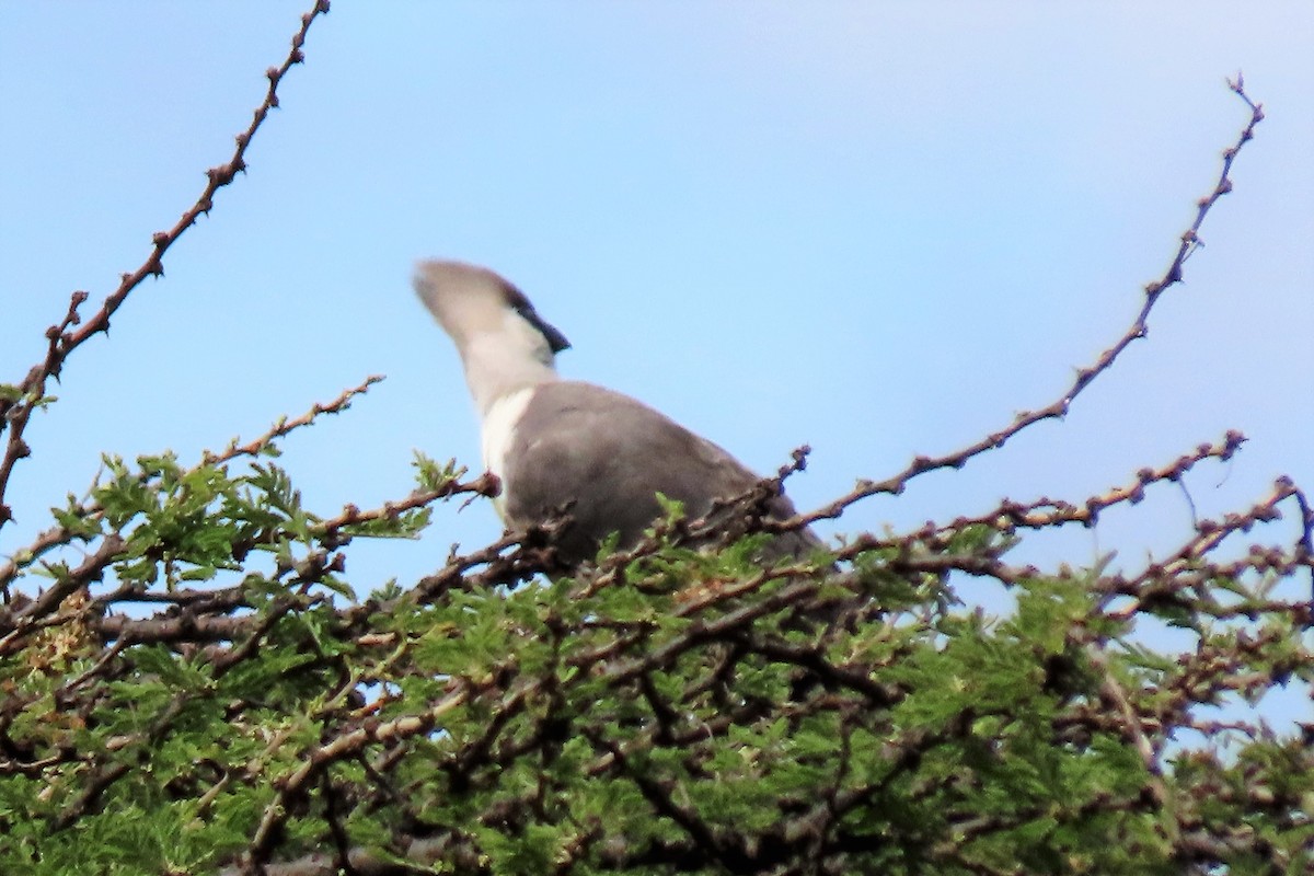 Bare-faced Go-away-bird - ML369785381