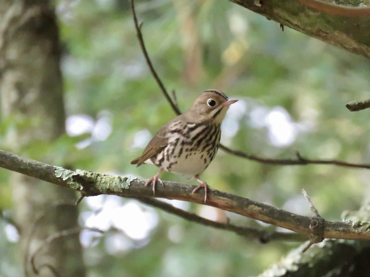 Ovenbird - ML369786401