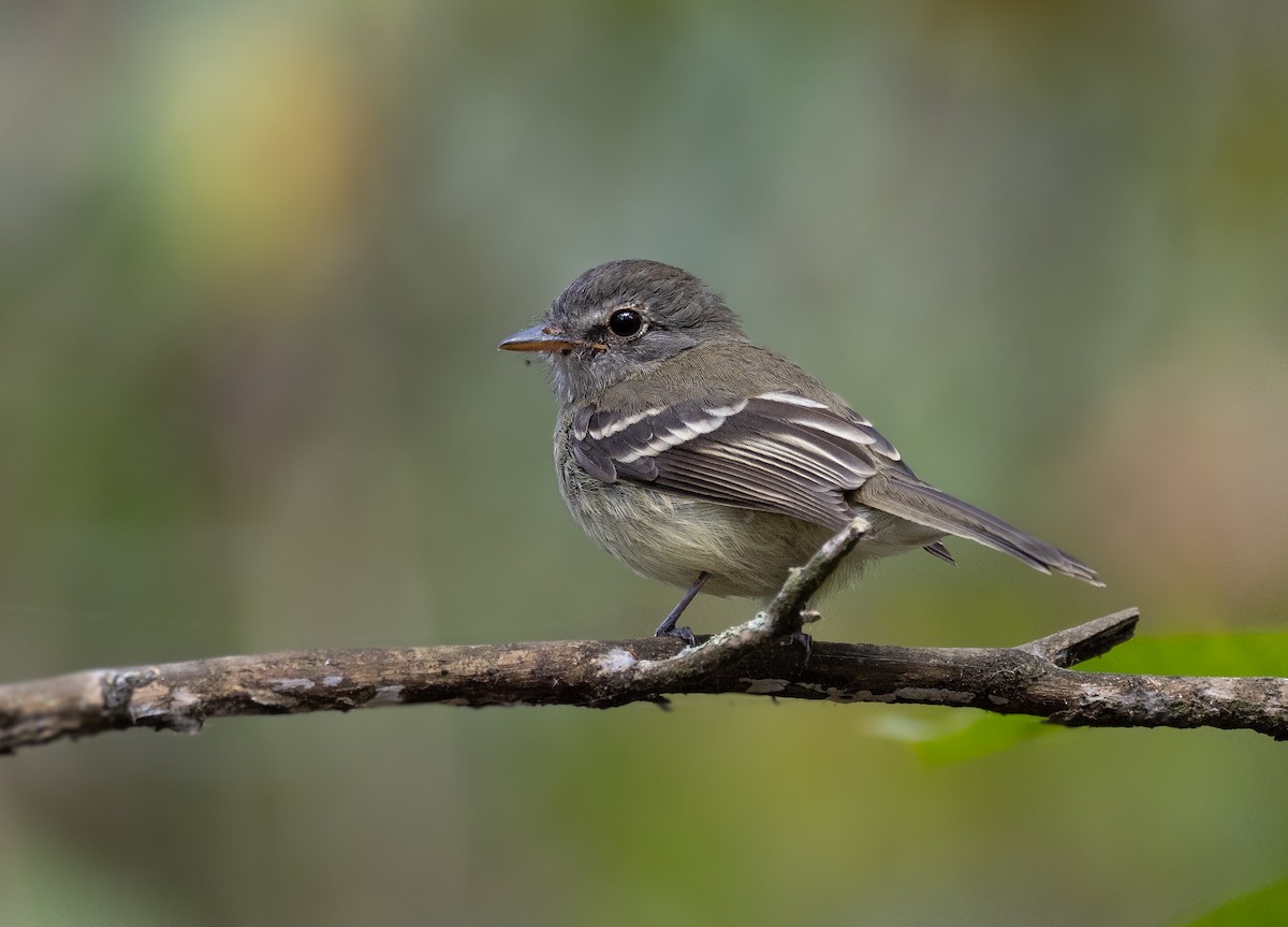 Gray-breasted Flycatcher - ML369787261