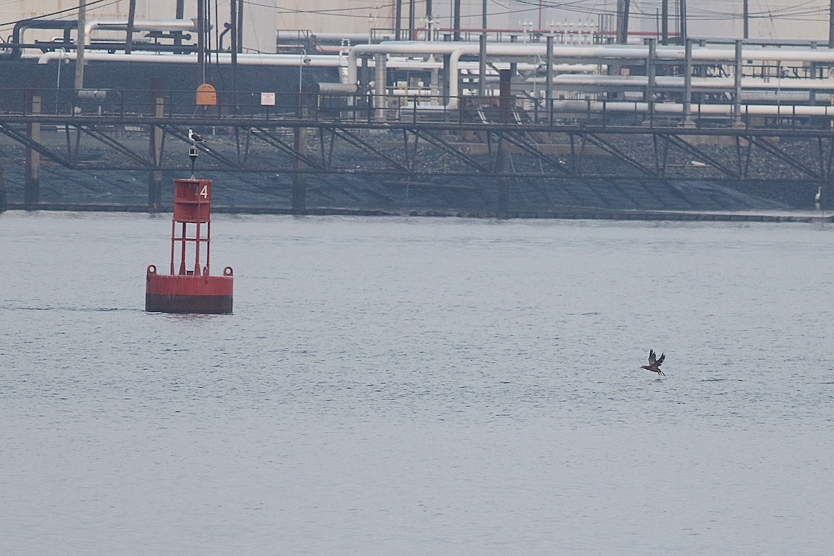 Brown Booby - ML369787551