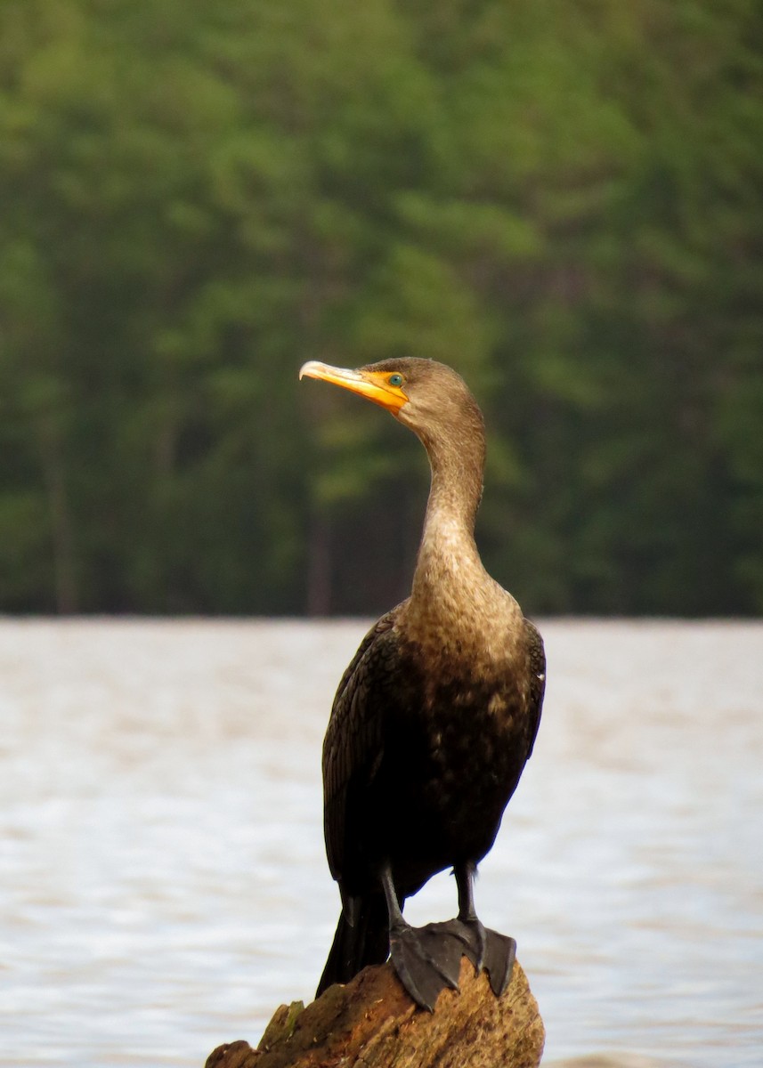 Double-crested Cormorant - ML36978771