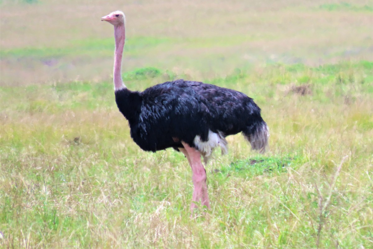 Common Ostrich - ML369788101