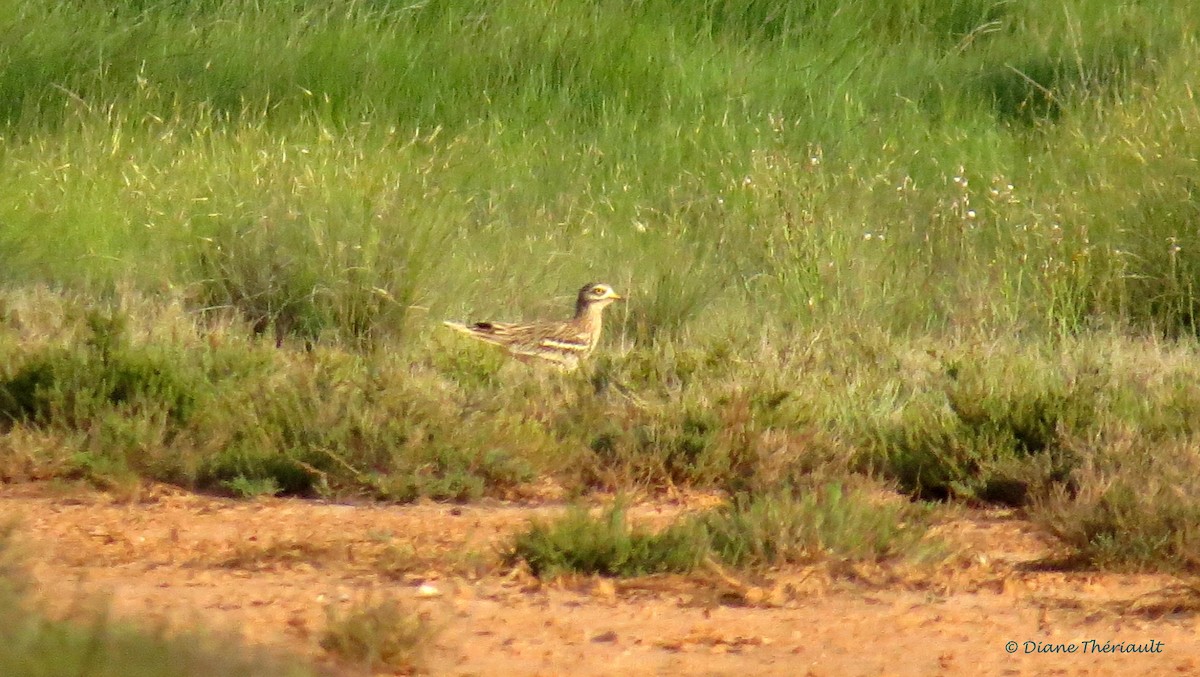 Eurasian Thick-knee - ML36978861