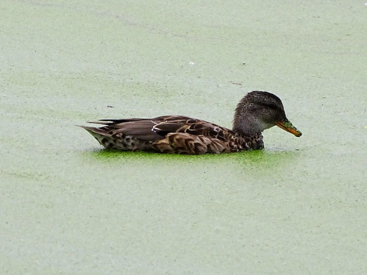 Бор нугас - ML369788611