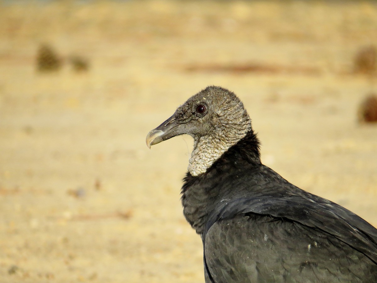 Black Vulture - ML36979031