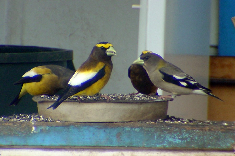 Evening Grosbeak - ML36979131