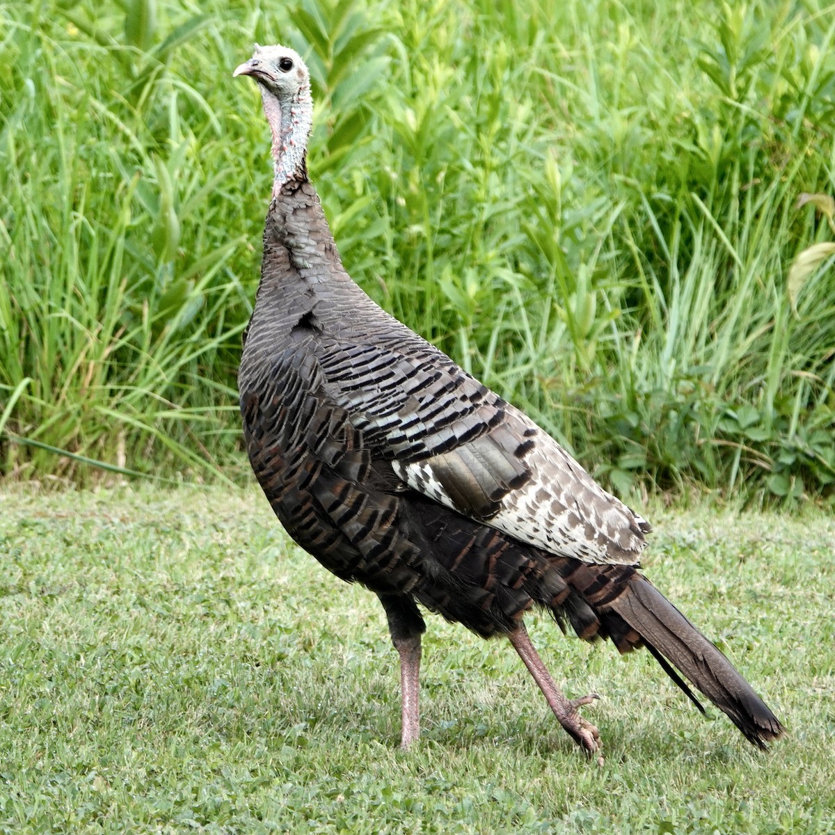 Wild Turkey - Tom Shepard