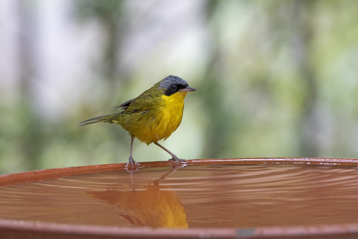 Southern Yellowthroat - ML369792881