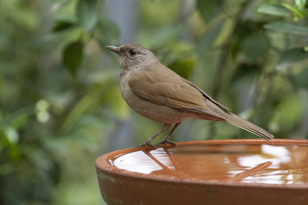 Pale-breasted Thrush - ML369792931