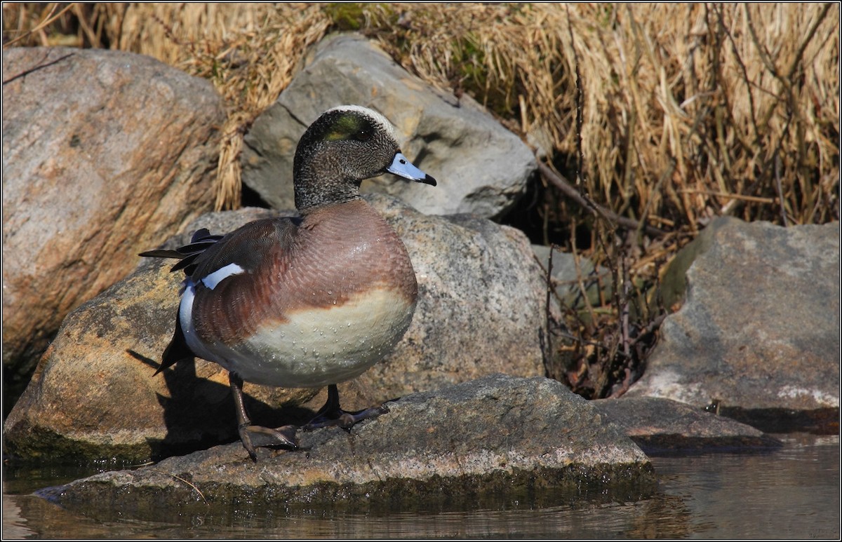 American Wigeon - ML369792951