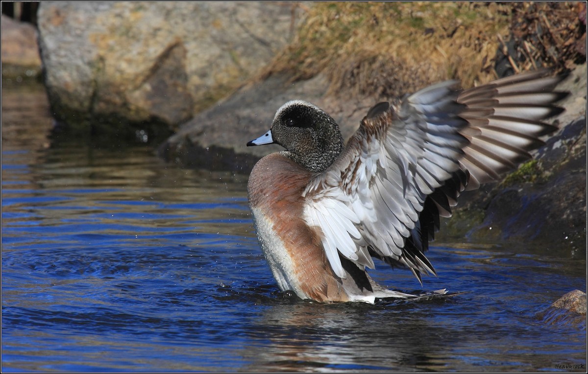 Canard d'Amérique - ML369793111