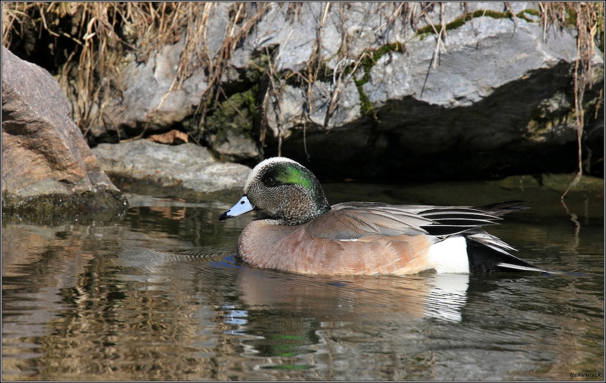 American Wigeon - ML369793141