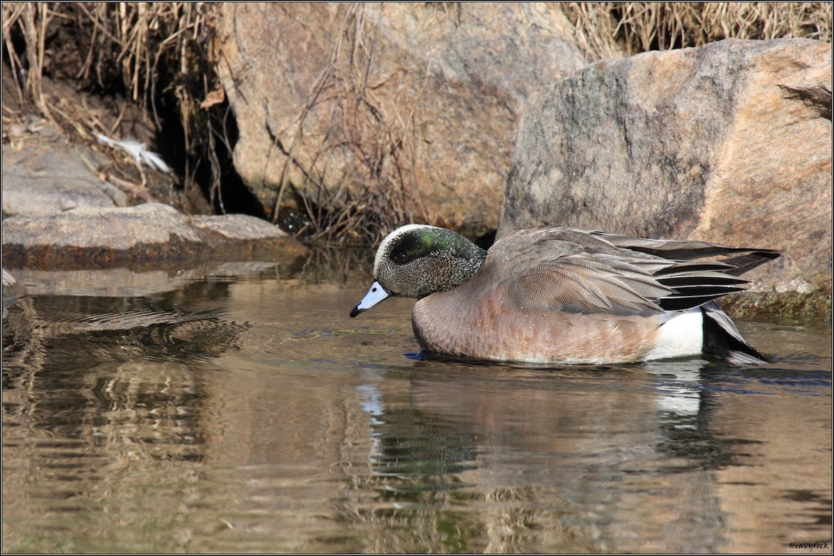 American Wigeon - ML369793161