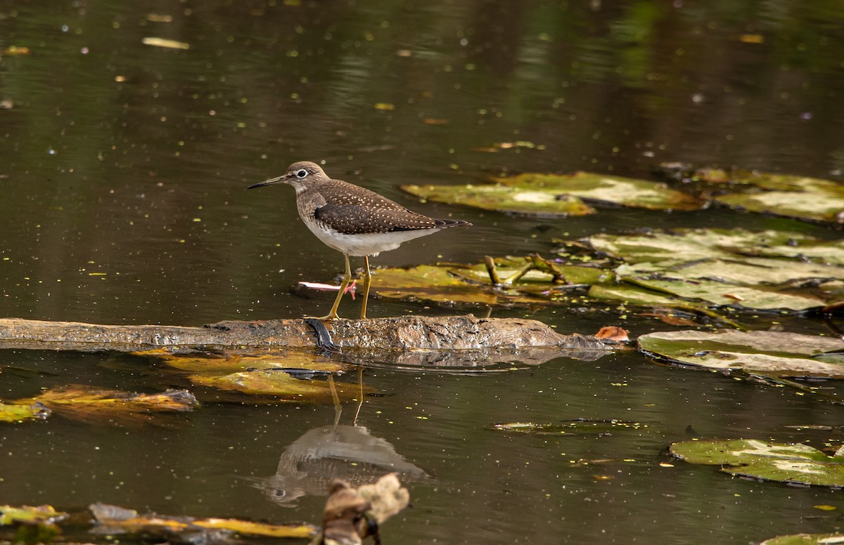 Solitary Sandpiper - Alex Bodden