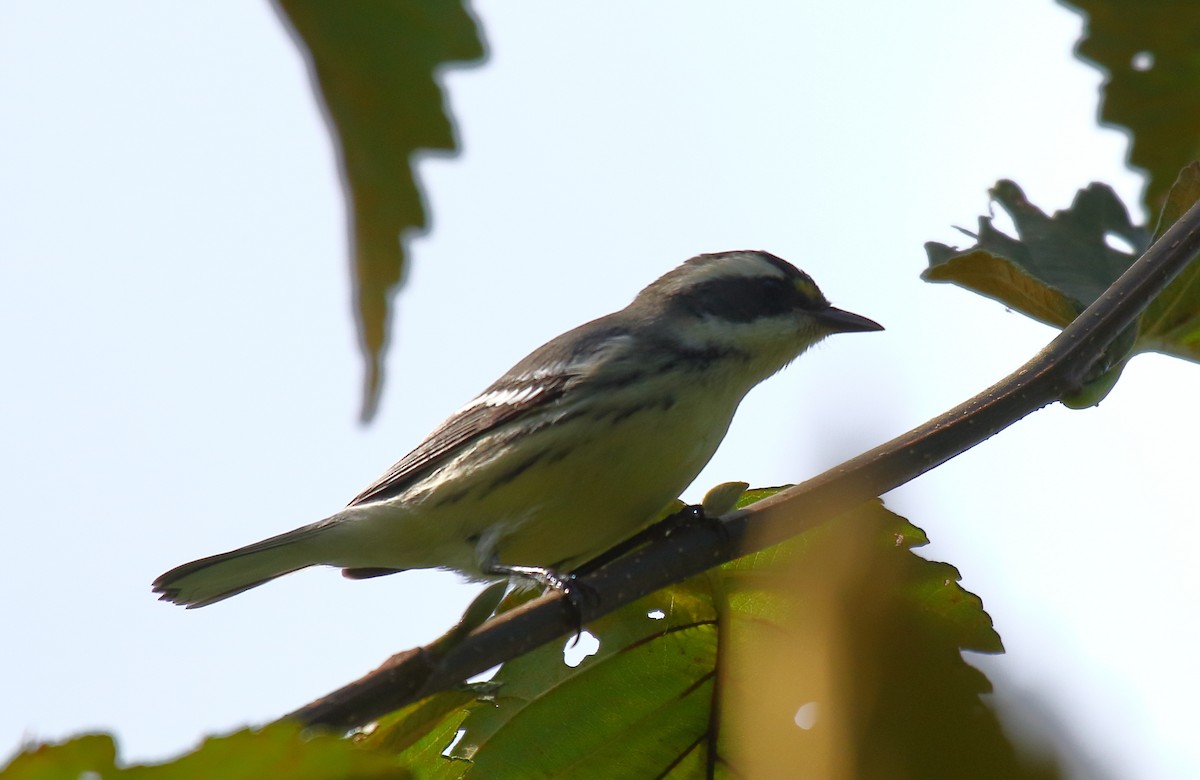 Black-throated Gray Warbler - Greg Gillson