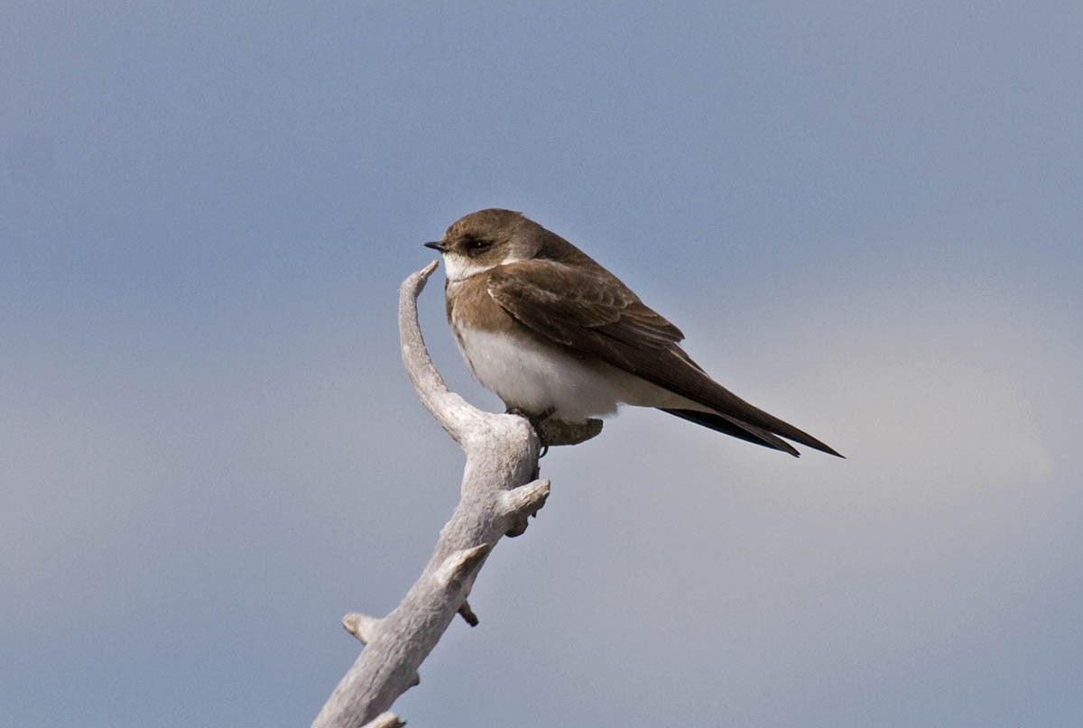 Bank Swallow - ML36979441