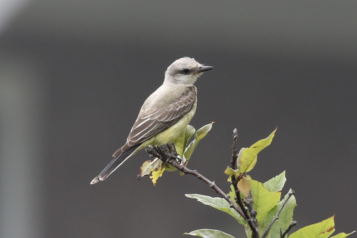 Western Kingbird - ML369794881