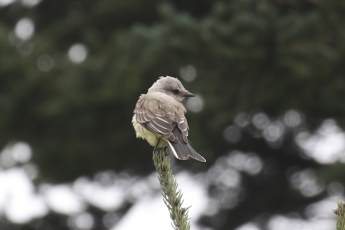 Western Kingbird - ML369794901