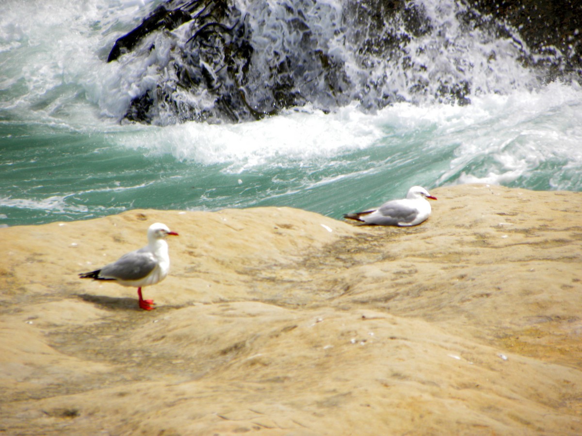 Silver Gull (Red-billed) - ML36979511