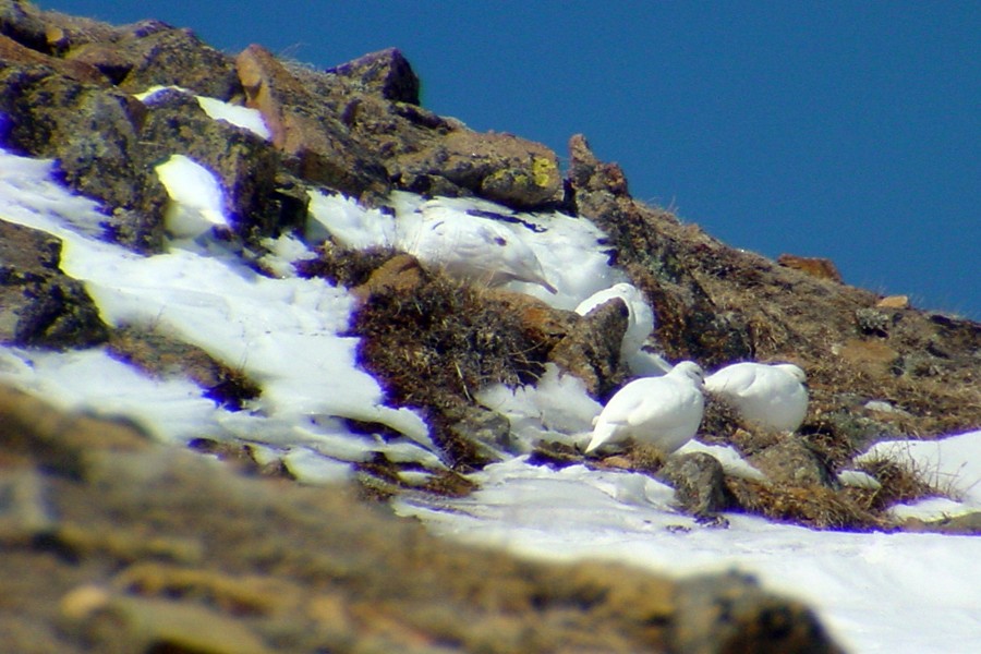 eBird Checklist - 26 Apr 2003 - Rabbit Ears Pass (Grand County) - 1 species