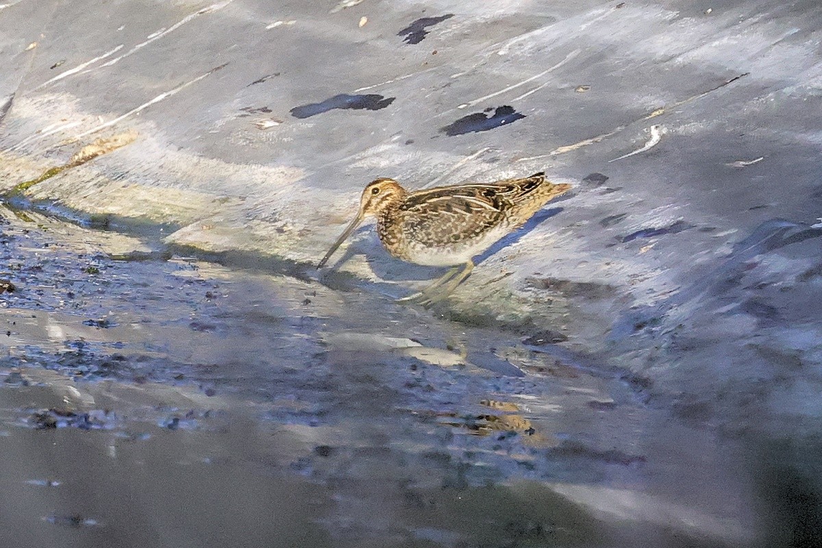 Wilson's Snipe - ML369798001