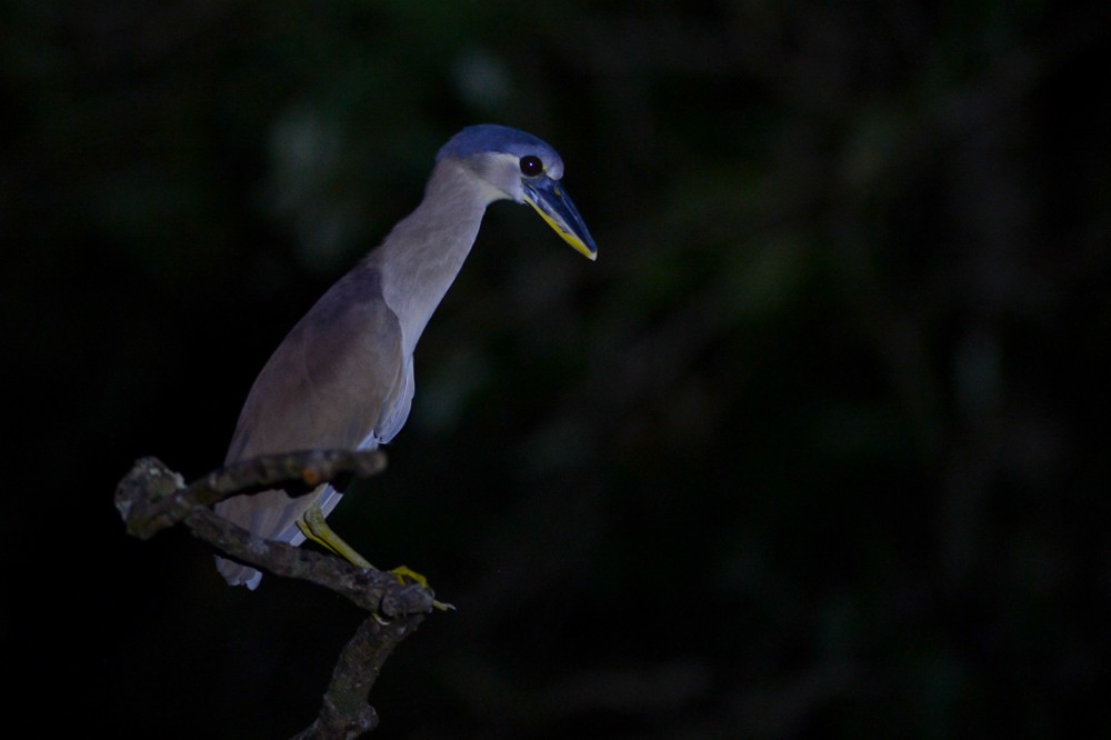 Boat-billed Heron - ML36979861