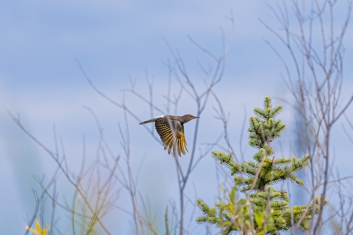 Northern Flicker - Brock Gunter-Smith