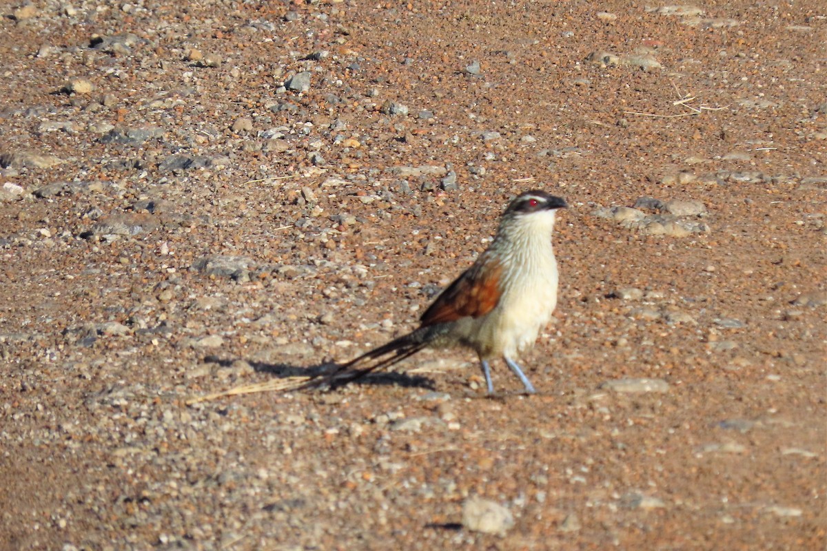 Coucal à sourcils blancs - ML369799921