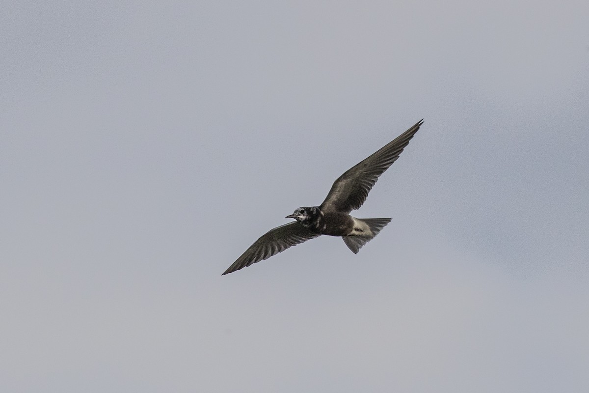 Black Tern - ML369802641