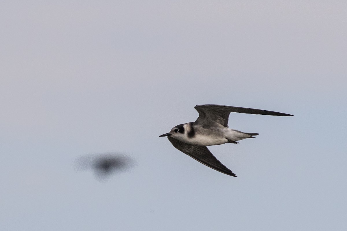 Black Tern - ML369802651